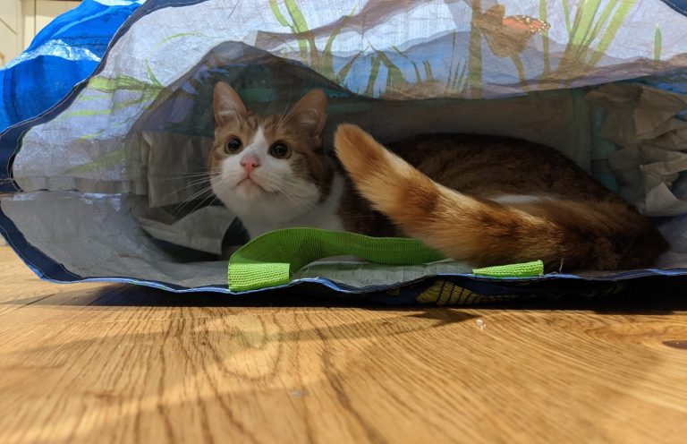 Do I have to come out? A cat peeking out from shopping bags, wondering if they should come out.